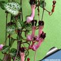 معرفی و راهنمای پرورش گیاهان زینتی فضای باز - سرو پژیا